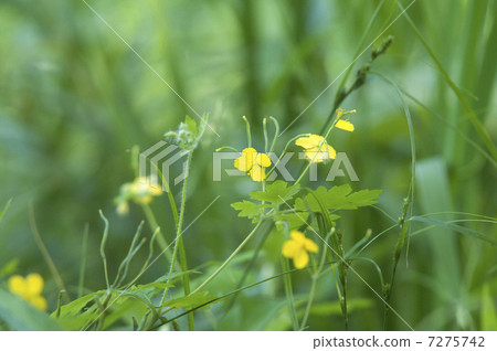 Xasanow Xasanow 7275742