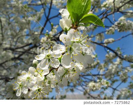 Branch of a flowering fruit tree 7275862