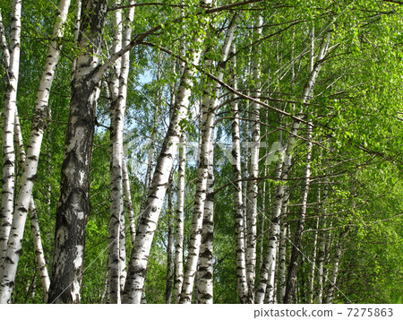 Beautiful spring birch 7275863