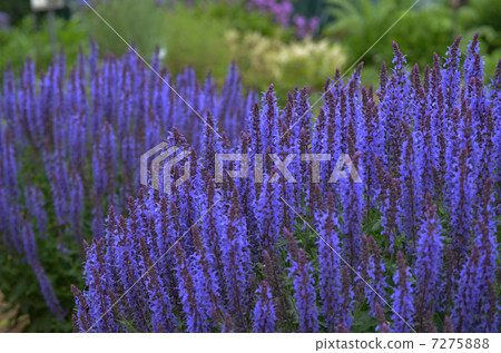 Salvia Nemo Rosa Salvia Nemo Rosa 7275888