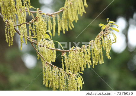Flower of Quercus serrata 7276020