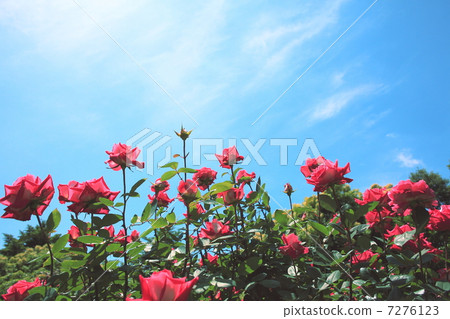 玫瑰 7276123
