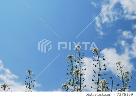 Sunny with clear sky Sunny with clear sky 7276199