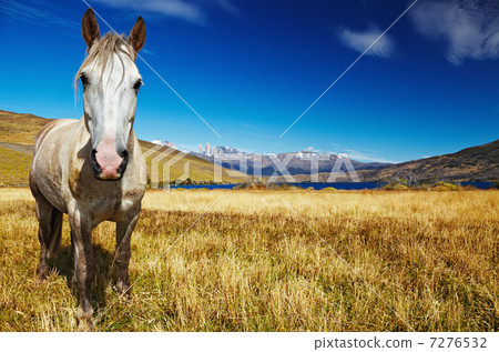 Horse in Torres del Paine, Chile 7276532