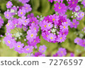 Primula 7276597