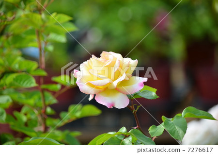Rose yellow Rose yellow 7276617