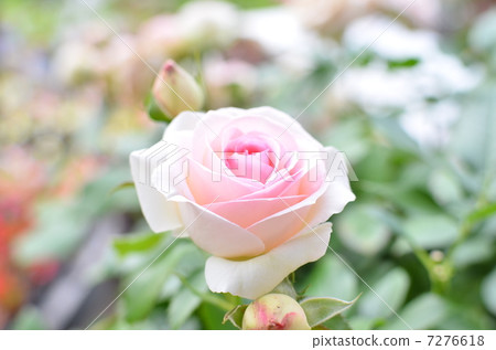 rose rose 7276618