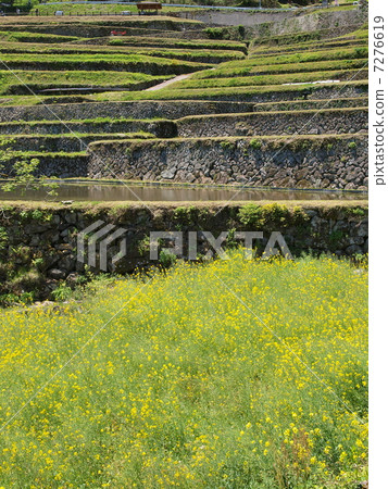 Ena city slope rice terrace 7276619