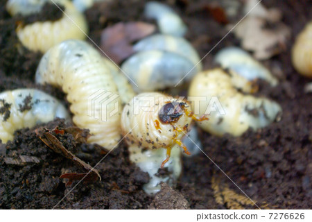 甲蟲幼蟲 7276626