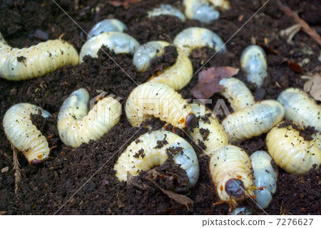 Beetle larvae 7276627