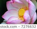 Flower lotus 7276632