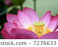 Flower lotus 7276633