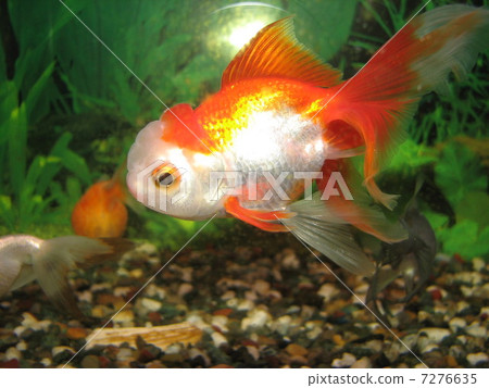 Netherlands lion head Netherlands lion head 7276635