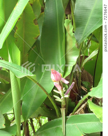 Banana flower buds Borneo island Malaysia Banana flower buds Borneo island Malaysia 7276647