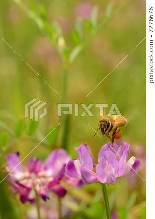 Bee on bean field 7276676