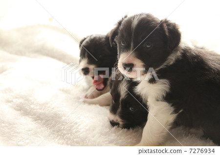 邊境牧羊犬排隊 邊境牧羊犬排隊 7276934