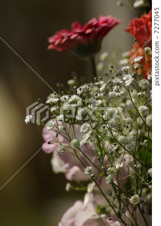 鮮花包裹著光 鮮花包裹著光 7277045