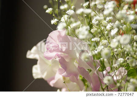 鮮花包裹著光 鮮花包裹著光 7277047