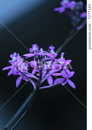 烏鴉黑花 烏鴉黑花 7277164