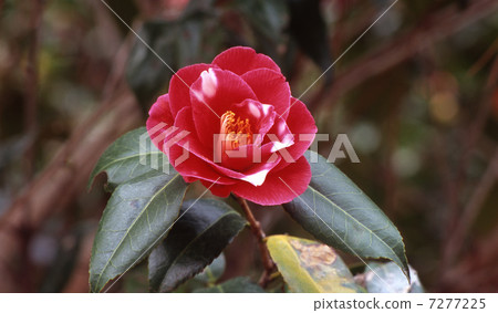 Tsubaki Koshien 7277225