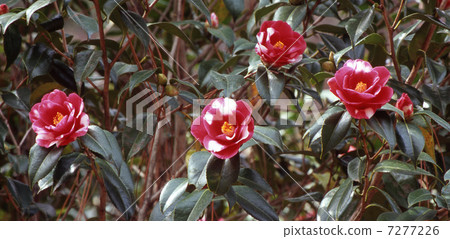 Tsubaki Koshien Tsubaki Koshien 7277226