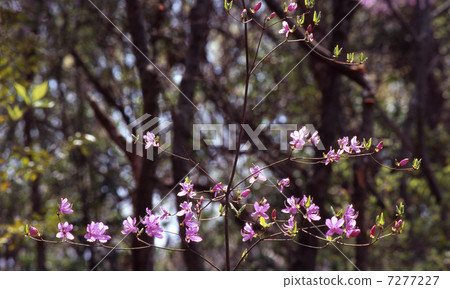 Kobanomitsu azalea 7277227