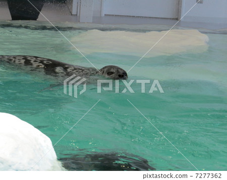 Hamon seal Hamon seal 7277362