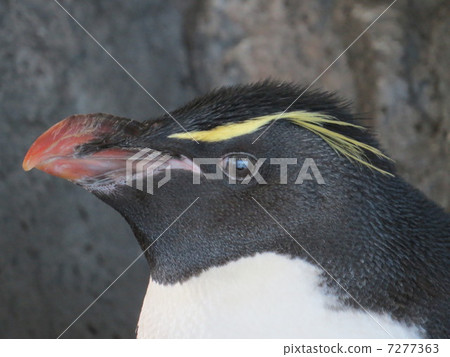 Iwatobi penguins 7277363