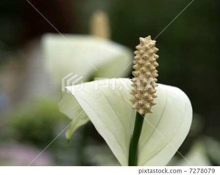 Supatifiramu Supatifiramu 7278079