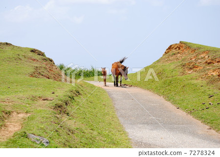 馬父母和孩子 7278324