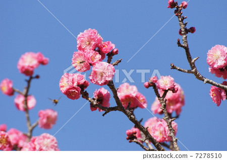 Yaesu紅梅子起來了 Yaesu紅梅子起來了 7278510