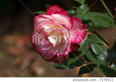 Jubilee du Prince de Monaco白色和粉紅色的花朵 Jubilee du Prince de Monaco白色和粉紅色的花朵 7278511
