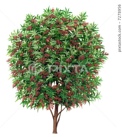 珊瑚金槍魚（珊瑚樹），精密植物植物學的素描 7278956