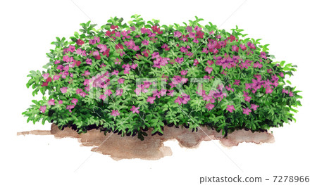 Sketch of Satsuki Azalea, Precision Botanical Painting Sketch of Satsuki Azalea, Precision Botanical Painting 7278966