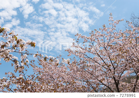 Yamazakura盛開 7278991