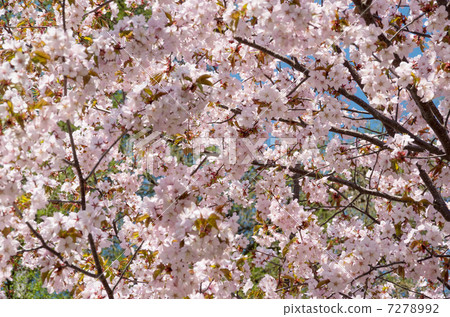 Yamazakura盛開 Yamazakura盛開 7278992