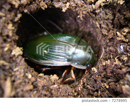 Sharp Gengowodopsis 7278995