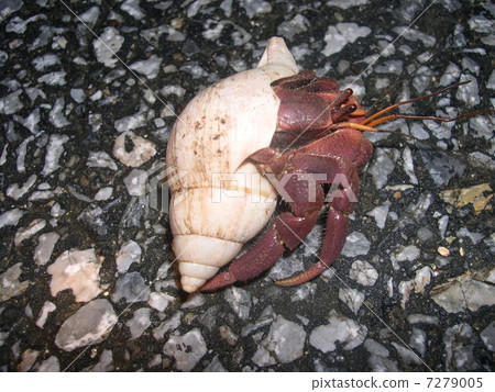 Hermit crab Hermit crab 7279005