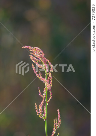 Swiva flower (close-up) 7279029