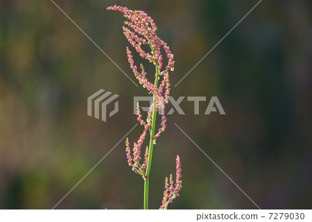Swiva flower (close-up) Swiva flower (close-up) 7279030