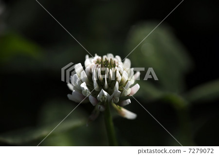 太多了 太多了 7279072