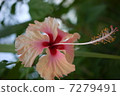淡粉色的芙蓉 7279491