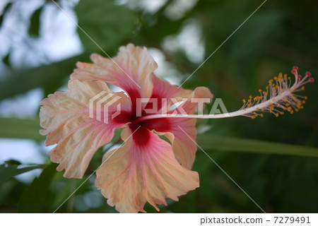 淡粉色的芙蓉 7279491
