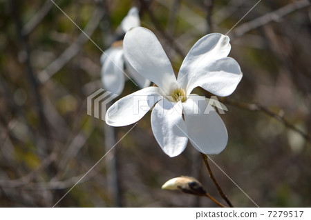 White flowers of Tamushiba White flowers of Tamushiba 7279517