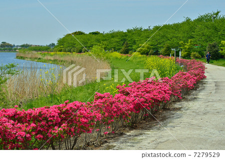 Walking in Tatebayashi · Small diameter of Chaoyang 7279529