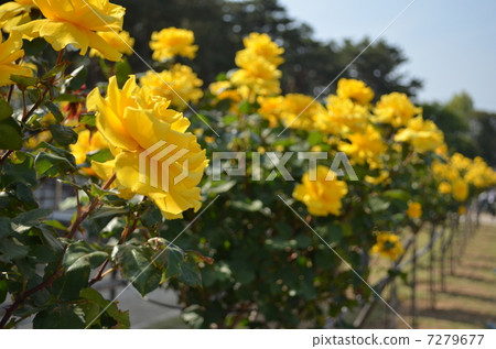 Roses (Henry Fonda) Roses (Henry Fonda) 7279677