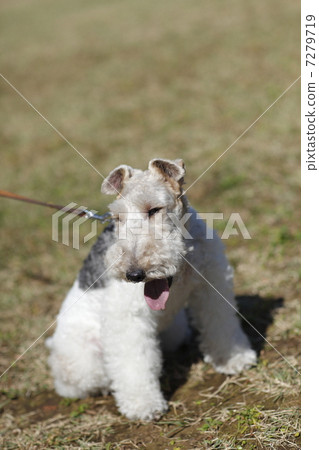 Wire, Fox, Terrier Wire, Fox, Terrier 7279719