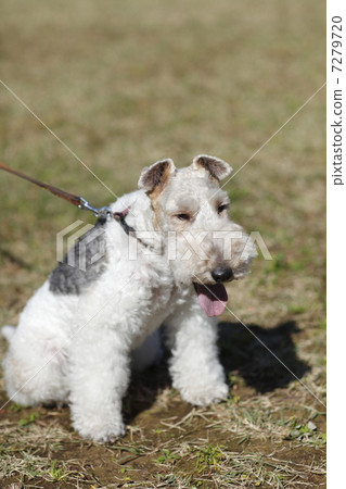 Wire, Fox, Terrier Wire, Fox, Terrier 7279720