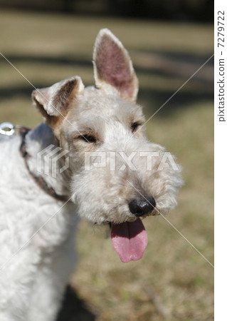 Wire, Fox, Terrier Wire, Fox, Terrier 7279722