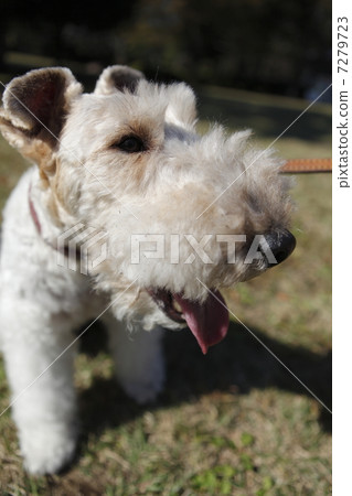 Wire, Fox, Terrier Wire, Fox, Terrier 7279723